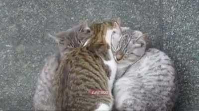 3 cats are cuddling together to stay warm