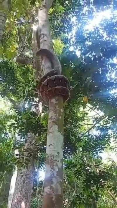 Python climbing tree