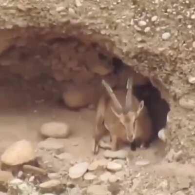 🔥 a wild goat relaxing at home 🔥