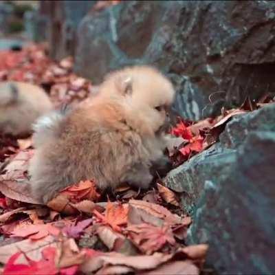 These little potatoes can barely make it over the leaves