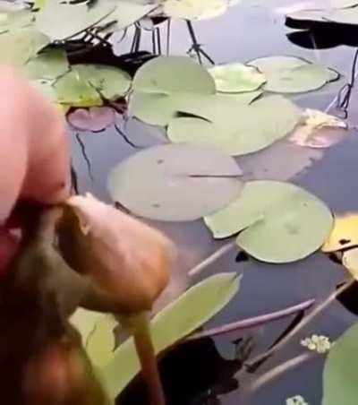 removing algae from a Water Lily to help it bloom