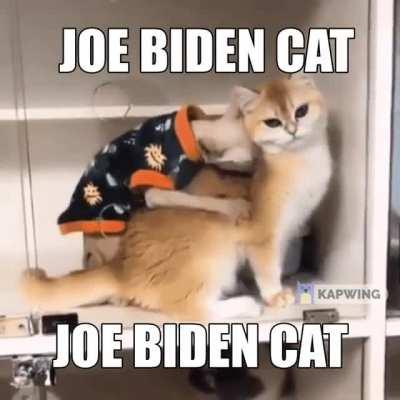 joe cat