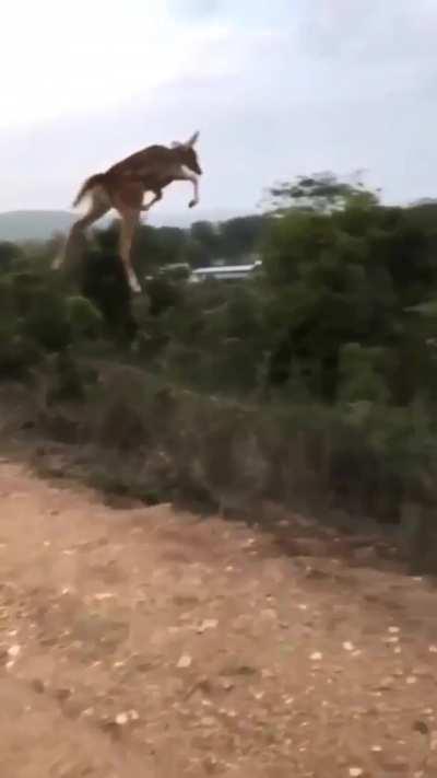 deer flying .....or something