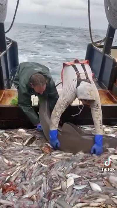 Shark takes a few extra noms in before being tossed back into the ocean.