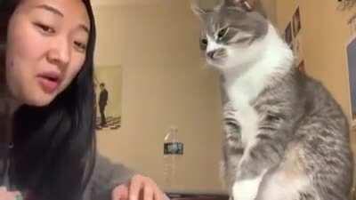 Cat smacks girl attempting to speak Italian