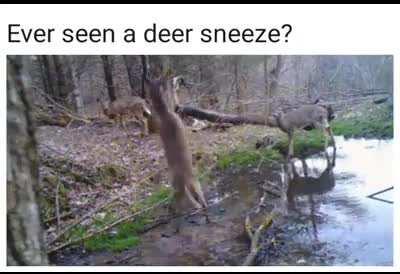 Sneezes in wild