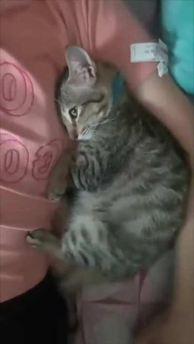 Cat snuggles next to owner