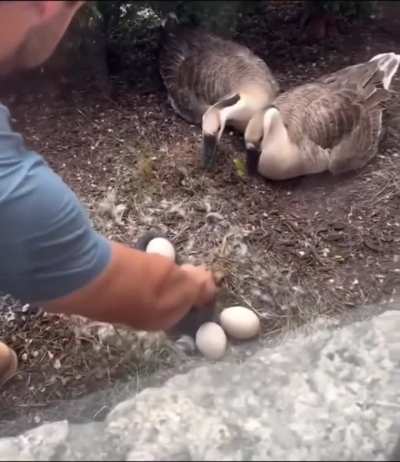 Man saving goose eggs from snakes