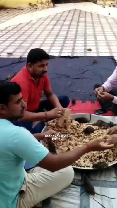 Feeding time in the Karni Mata  temple aka the &quot;rat temple.&quot; Rajasthan, India.