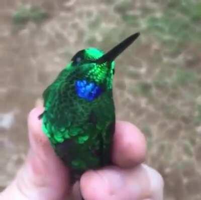 Hummingbird reflect