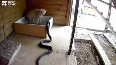 Cobra tries to hunt a cat...