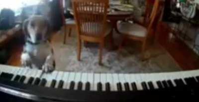 Dog found singing and playing the piano while owners aren't there