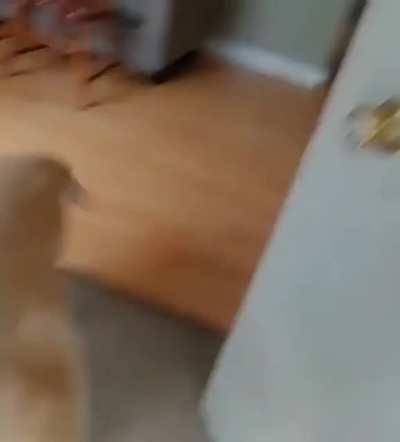 Pupper does a happy dance when their human comes home