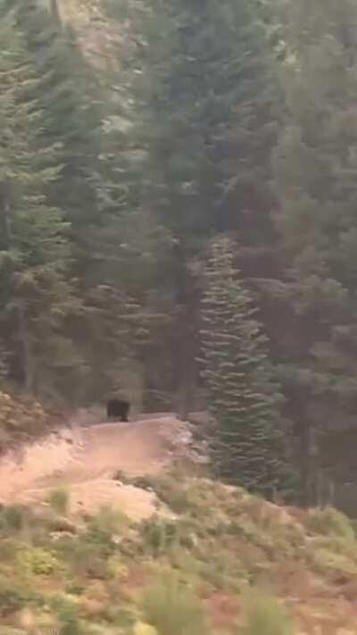 🔥 Black bear chasing a mountain biker downhill.