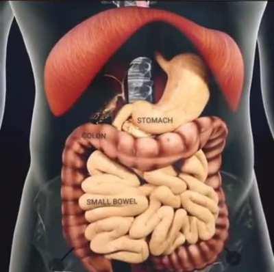 ever wonder how your food travels when it's time for you to do number two