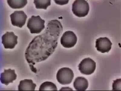 White blood cells chasing bacteria