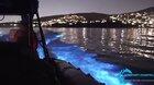 Dolphins swimming and glowing in bioluminescence in California