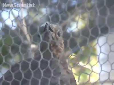 Lyrebird mimics Construction sounds accurately!