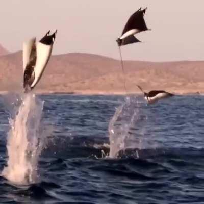 The dance of the Manta Rays😮😍