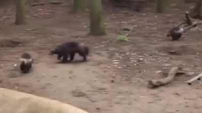 Wolverine cubs playing around 😊