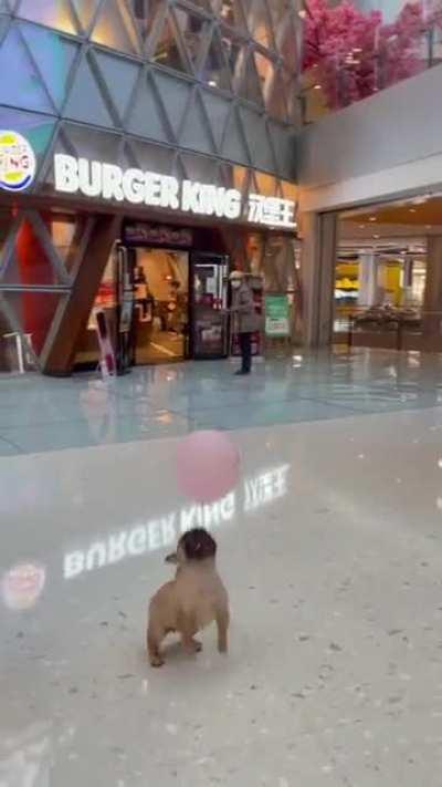 Dog playing with balloons