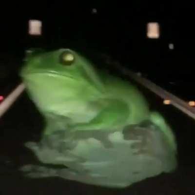 🔥 It's Wednesday so here's a frog chilling out on the windscreen of a car on the highway