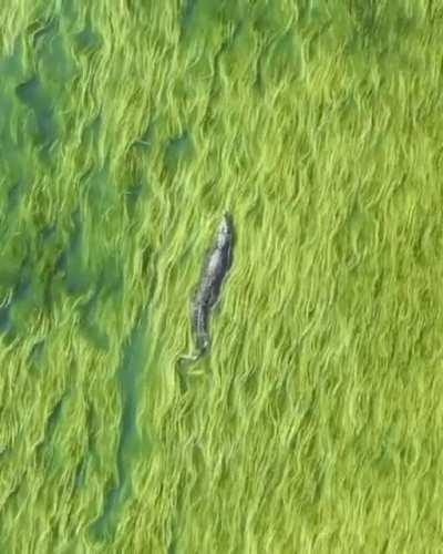 🔥 Crocodile swimming in sea of grass.