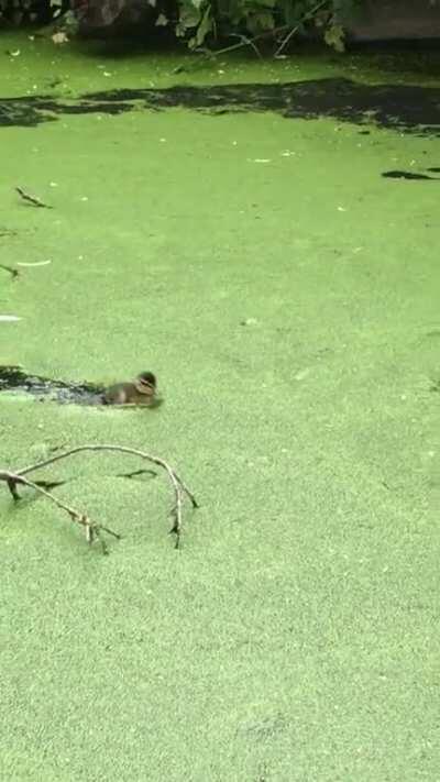 Ducklings in the canal