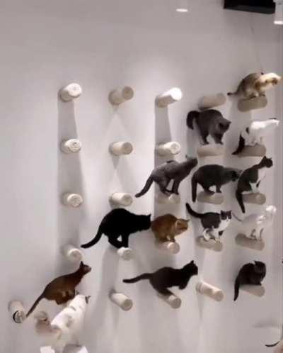 Wall of cats.