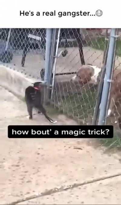 🔥 Cat gangster scaring off a big dog. : nextfuckinglevel ...