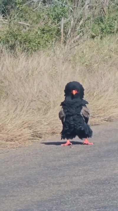 🔥 A puffed up Bateleur Eagle, very fancy - South Africa