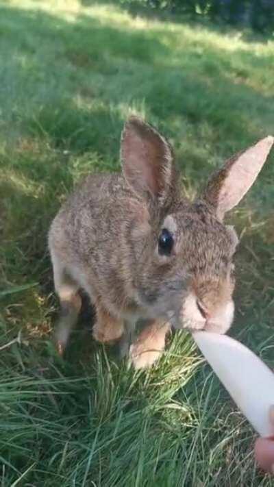 I made friends with a cottontail