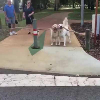 Two pups and a stick.