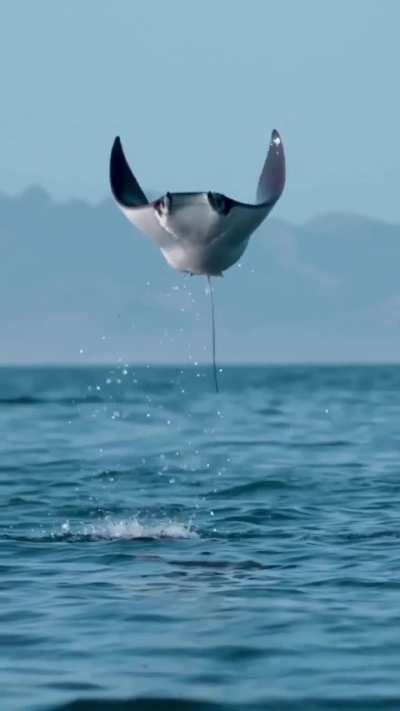 🔥 Manta Ray breaching 🔥