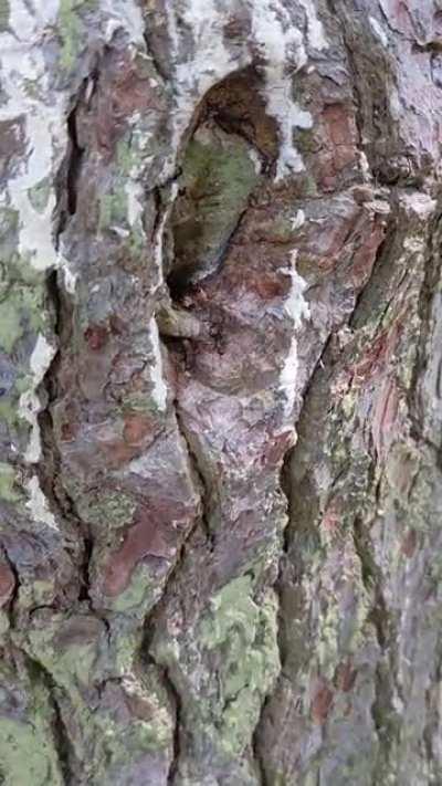 Ants hollowing out a dead tree in Point Pleasant. It's pretty amazing watching them work.