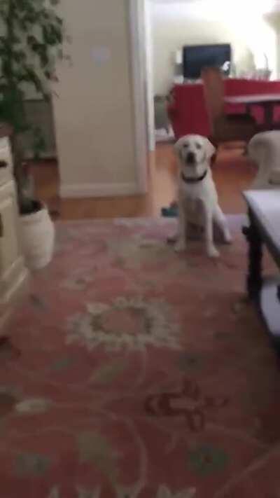 Beware of Dog