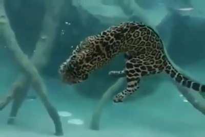 In case you didn't know, Jaguars are incredible swimmers.