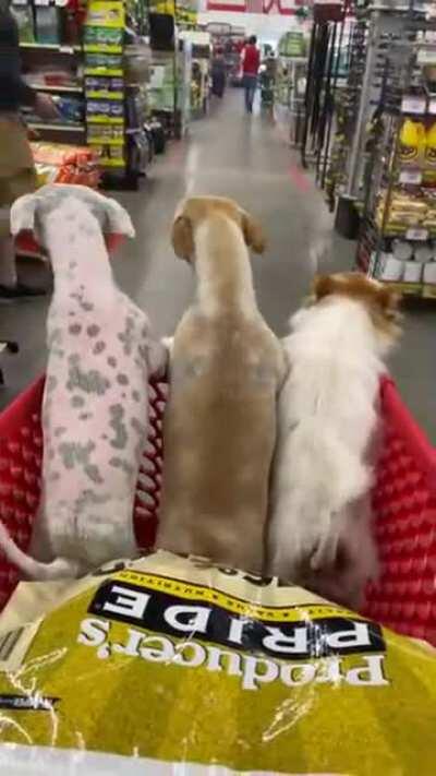 Doggos Enjoyiny Thier Shopping Trolly Ride....