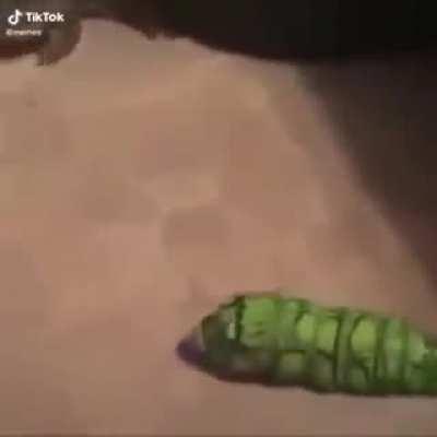 Froggo