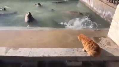 Cat smacks a seal