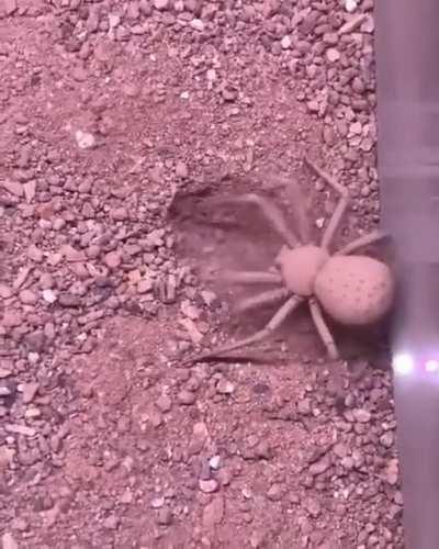 This Six-eyed Spider burying herself into the sand