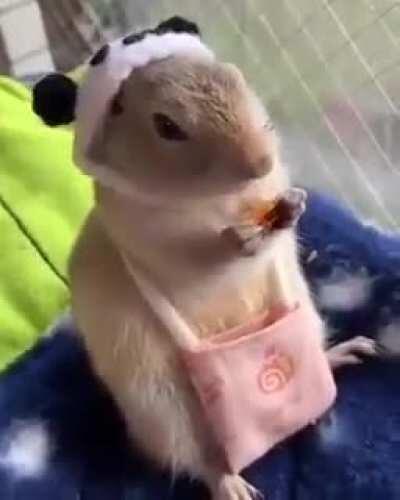 Eating from her purse caw caw