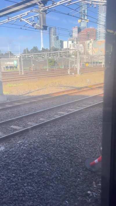 Trespasser on the tracks this morning