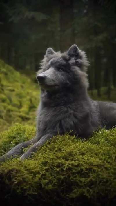 A Giant Blue Wolfdog pup