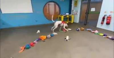 All dogs in the shelter were allowed to choose a toy as a Christmas present