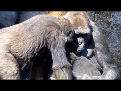 Gorilla mum reluctantly allows her older daughters to hold the baby for the first time