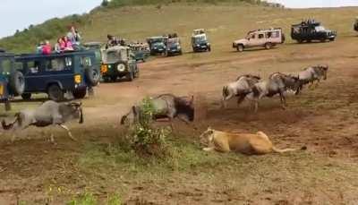 🔥 Lion vs Lioness hunting methods.