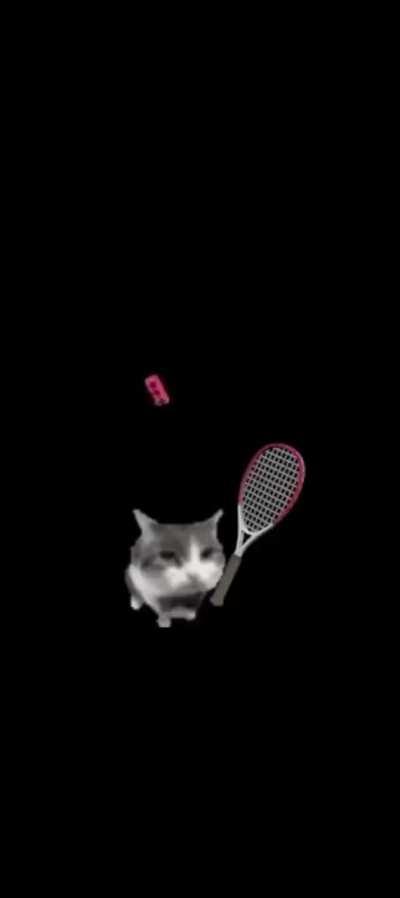 🐱🎾