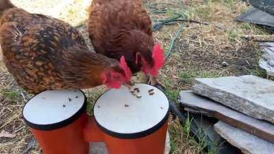 Chickens + grubs + bongos. You’re welcome.