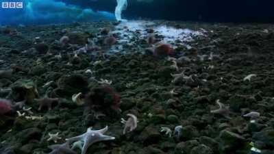 🔥 Time lapse of bizzare ice formation in Antarctica's underwater